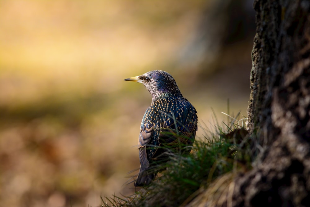 a bird is perched on a tree branch