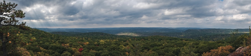 a view of a forest from a high point of view