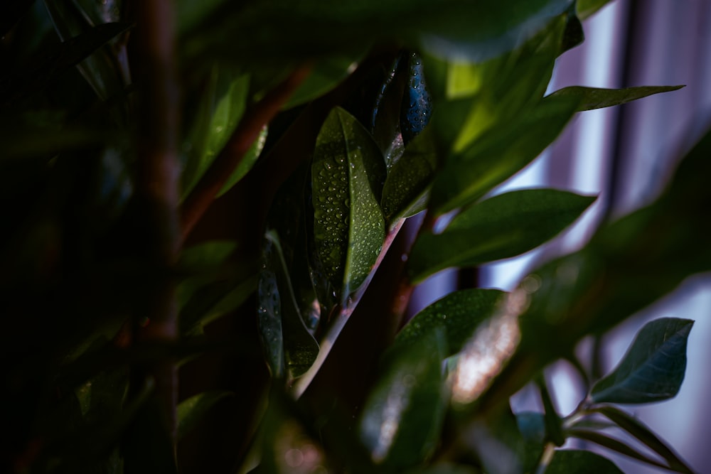 a close up of a leafy plant with a window in the background