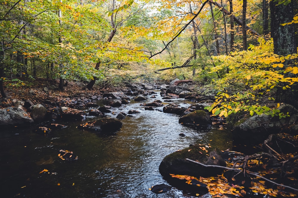 a stream running through a forest filled with lots of trees