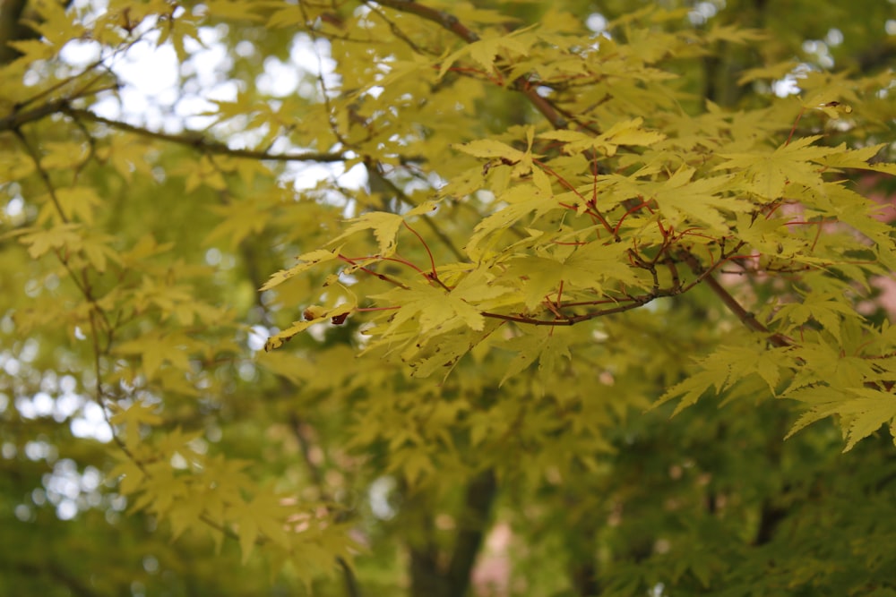 a tree with yellow leaves in a park