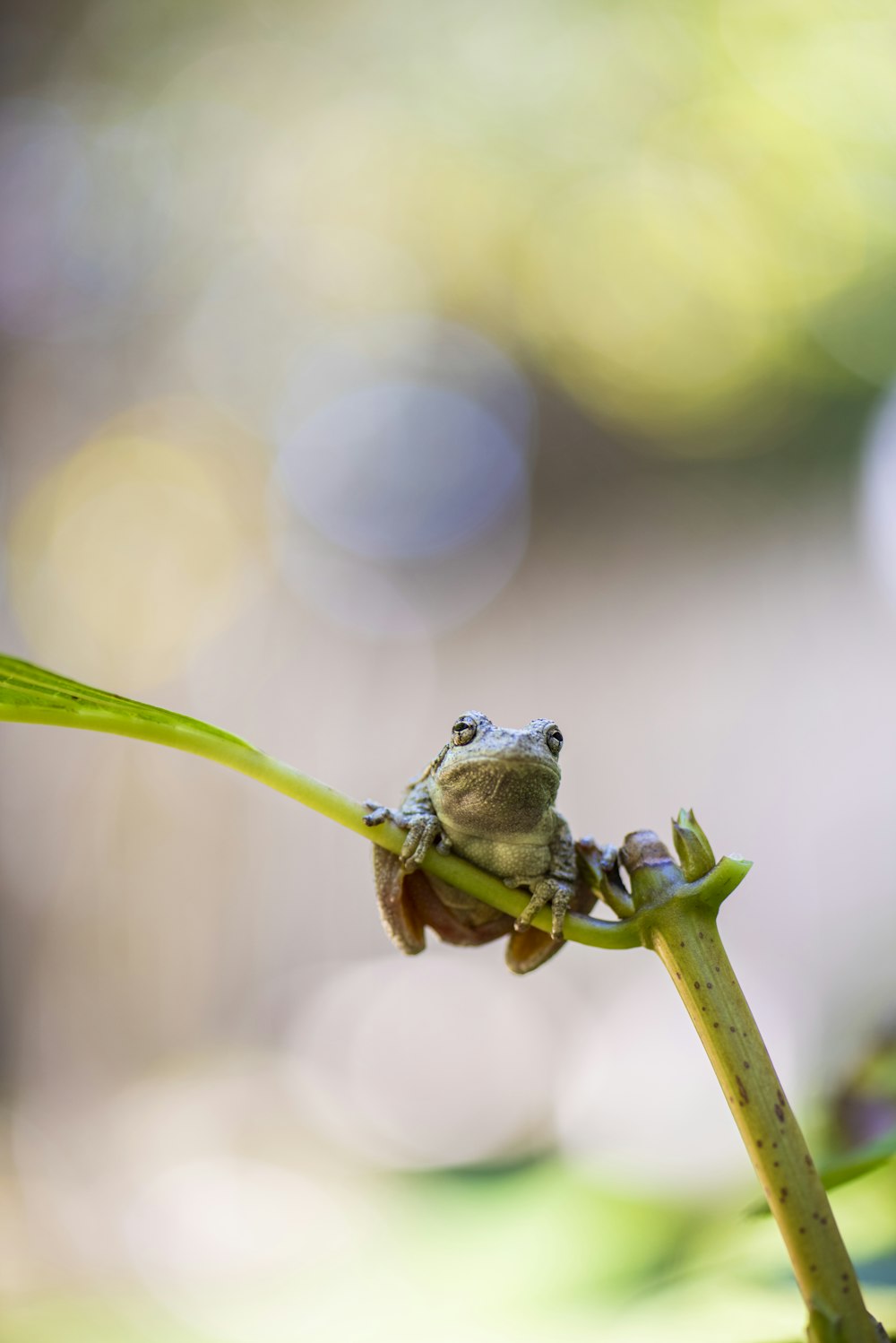 a small frog sitting on top of a green plant
