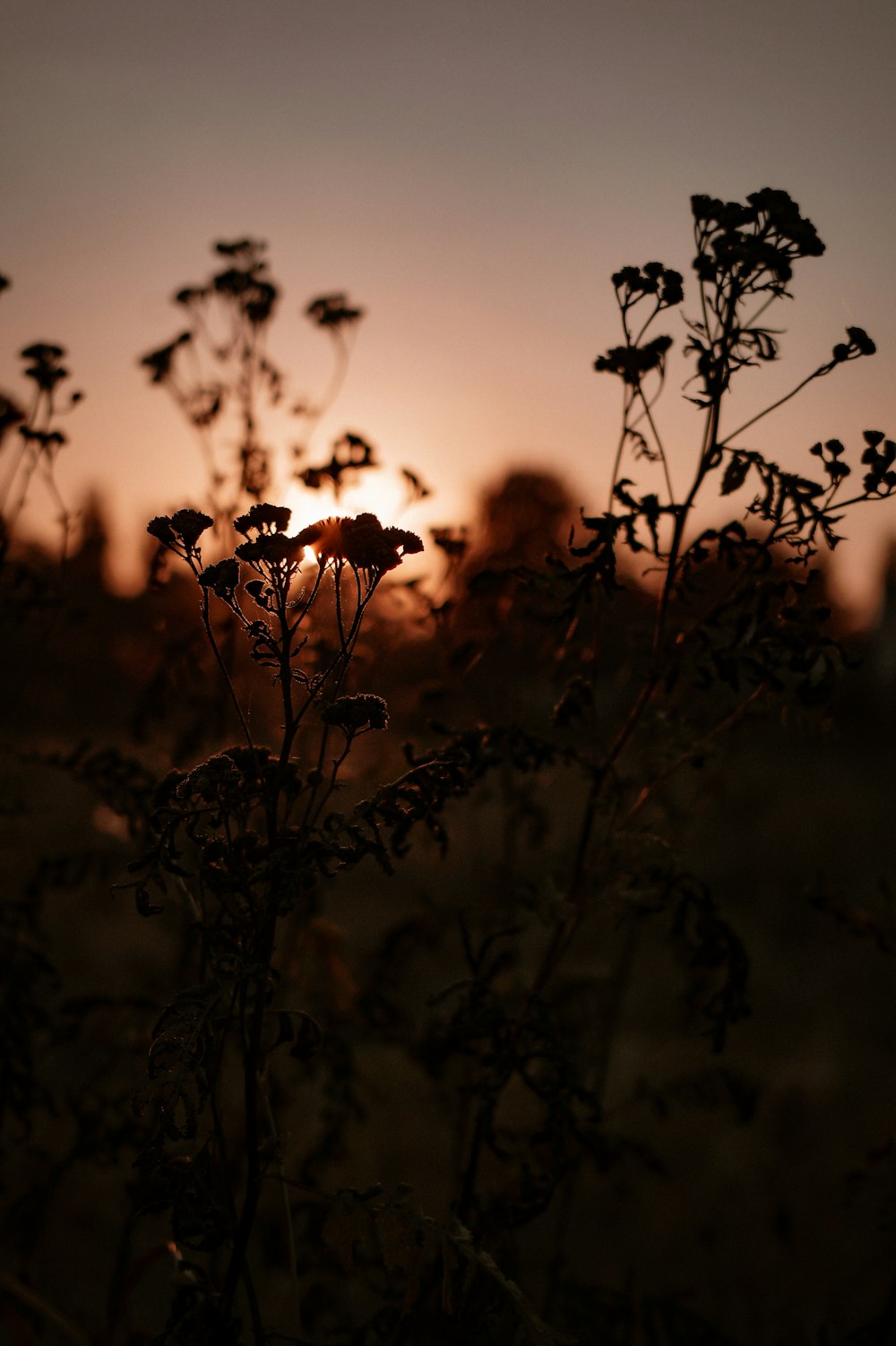 the sun is setting over a field of flowers