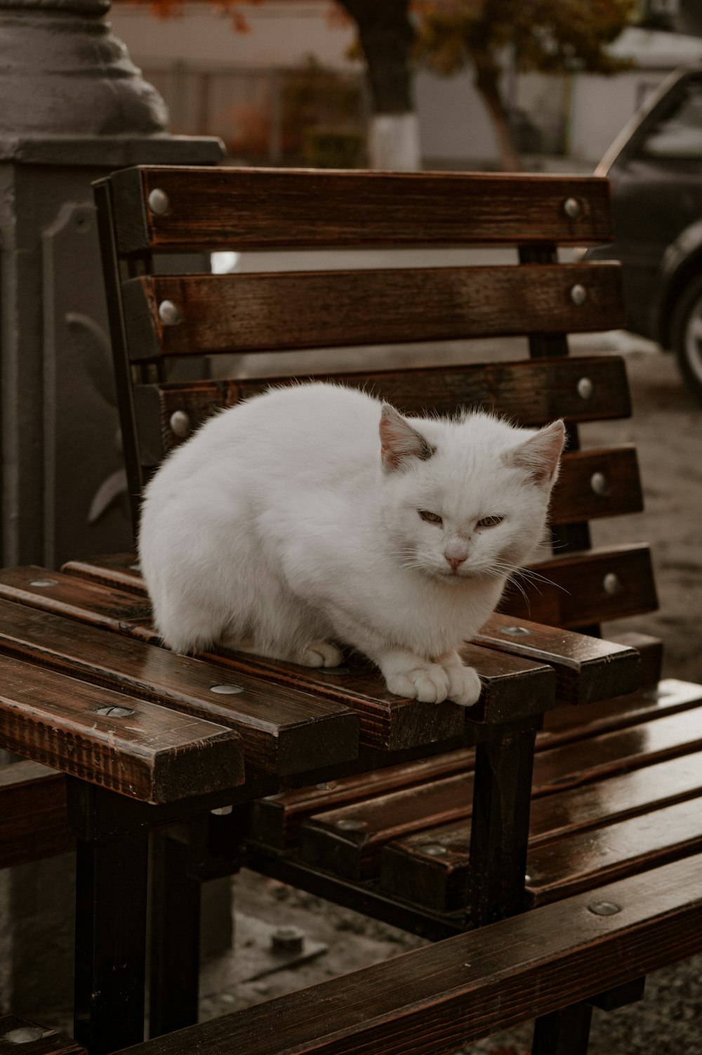 a white cat sitting on top of a wooden bench