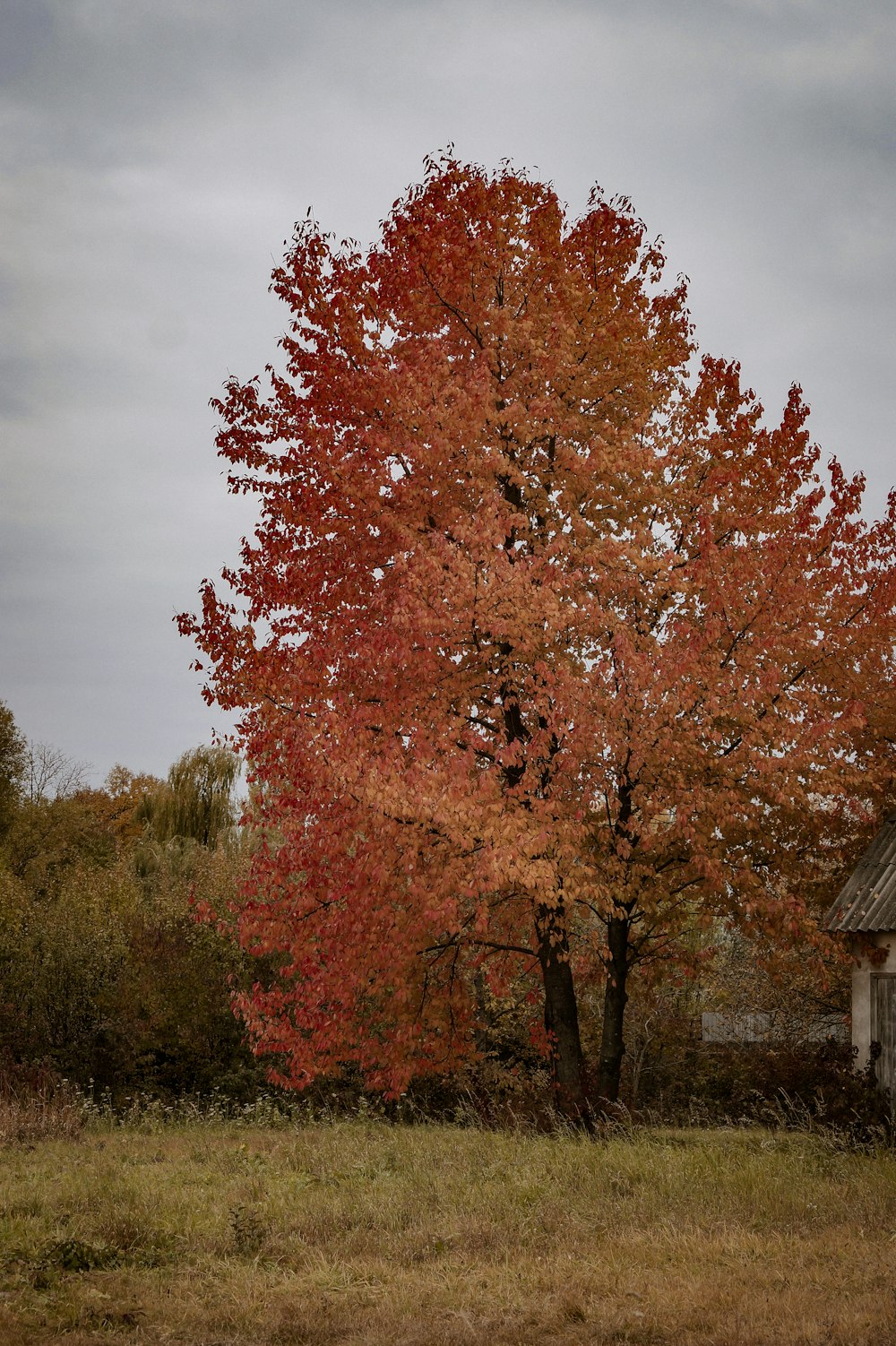 a red tree in a field with a house in the background