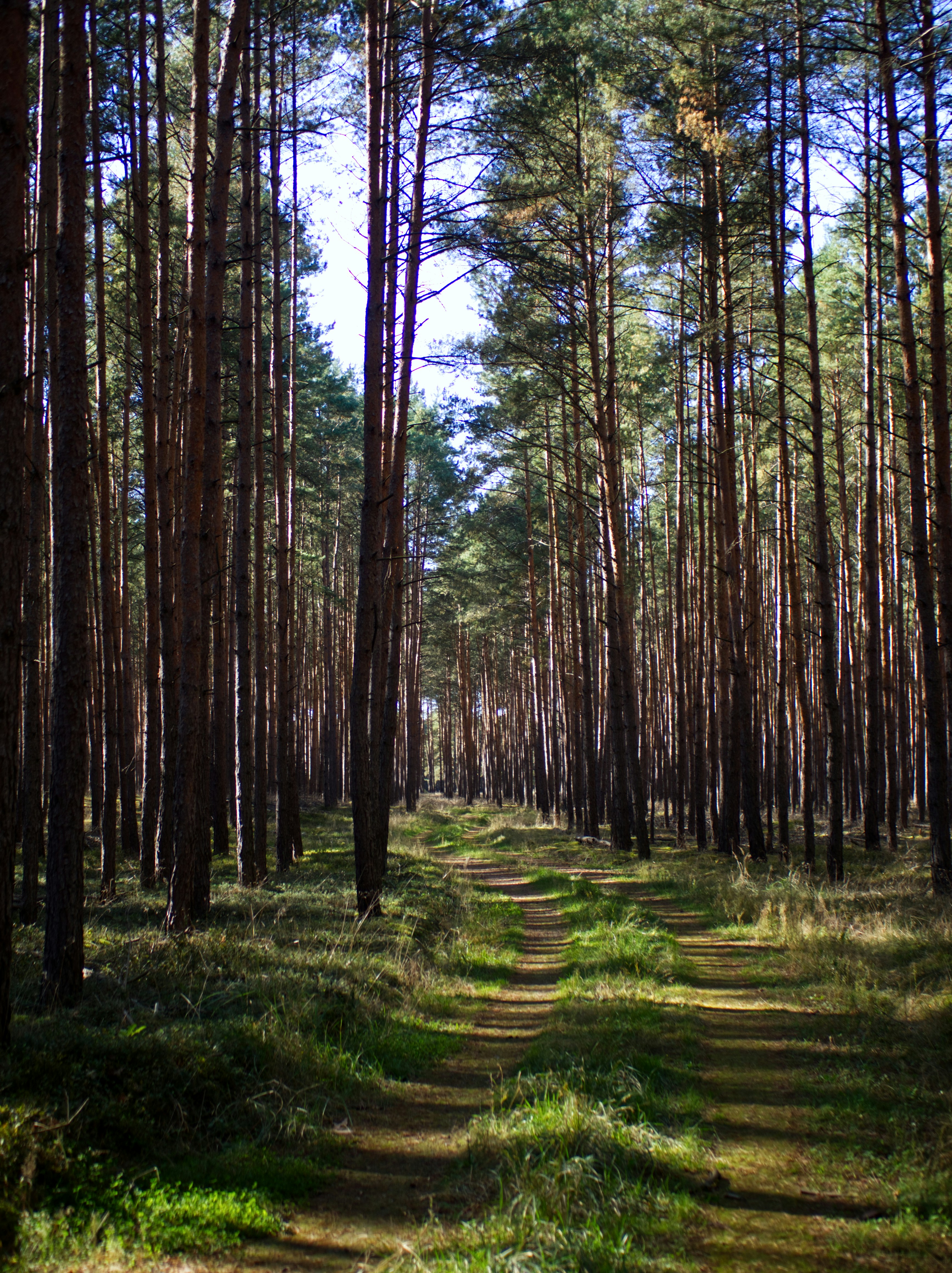 Foto Un camino en medio de un bosque con muchos árboles – Imagen ...
