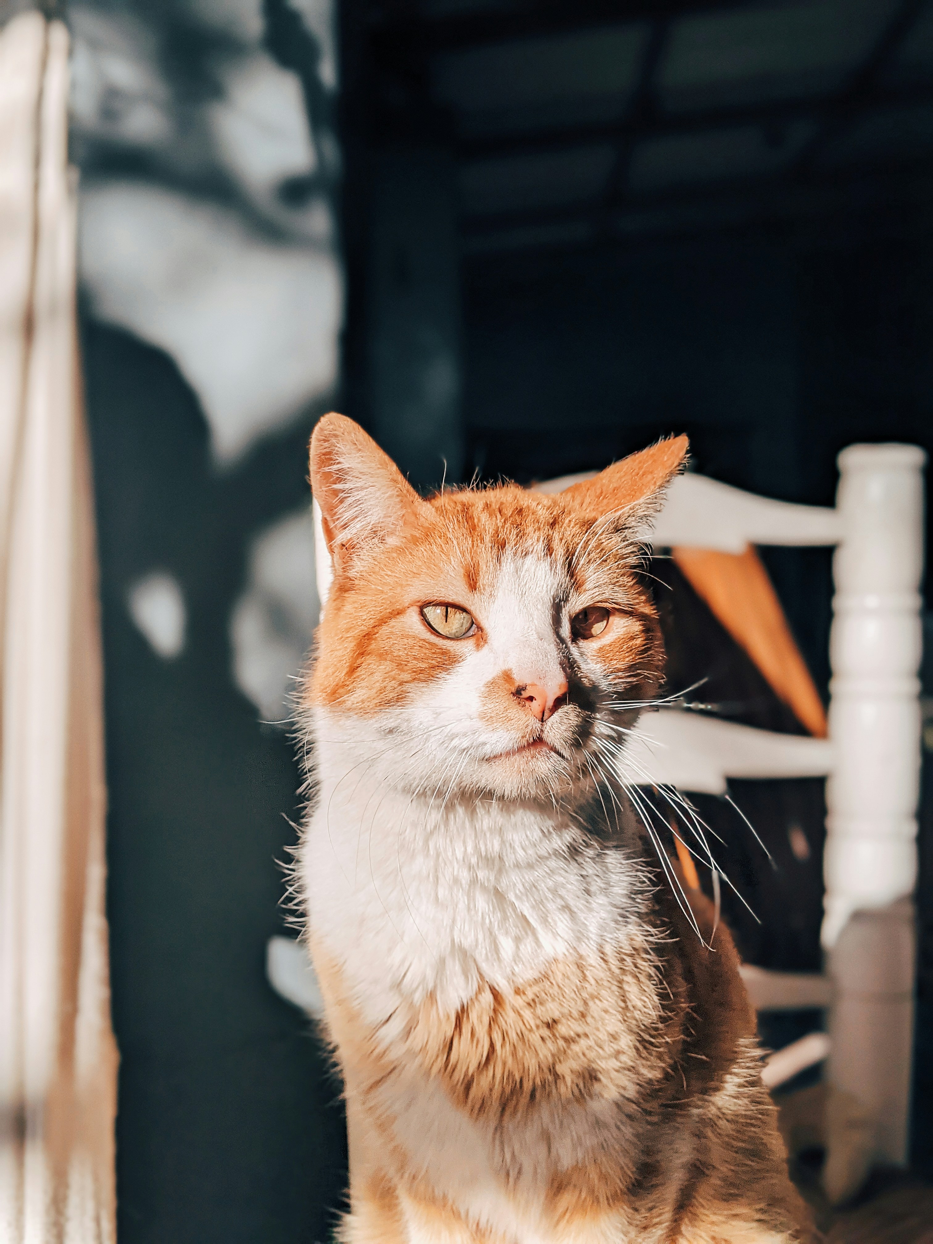 an orange and white cat sitting on a chair