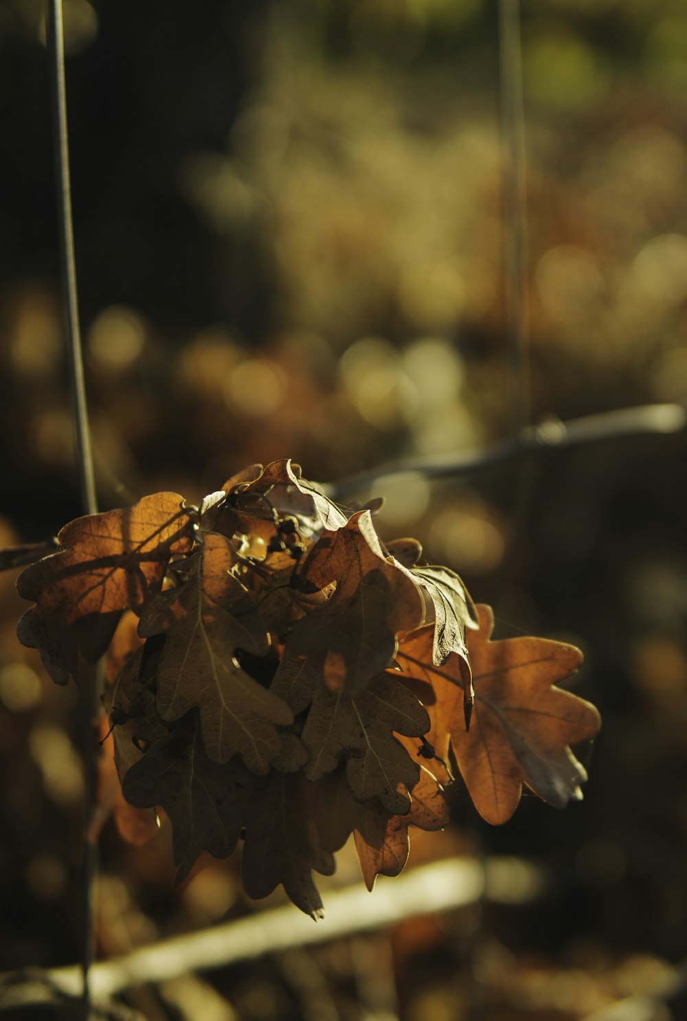 a close up of a leaf on a plant