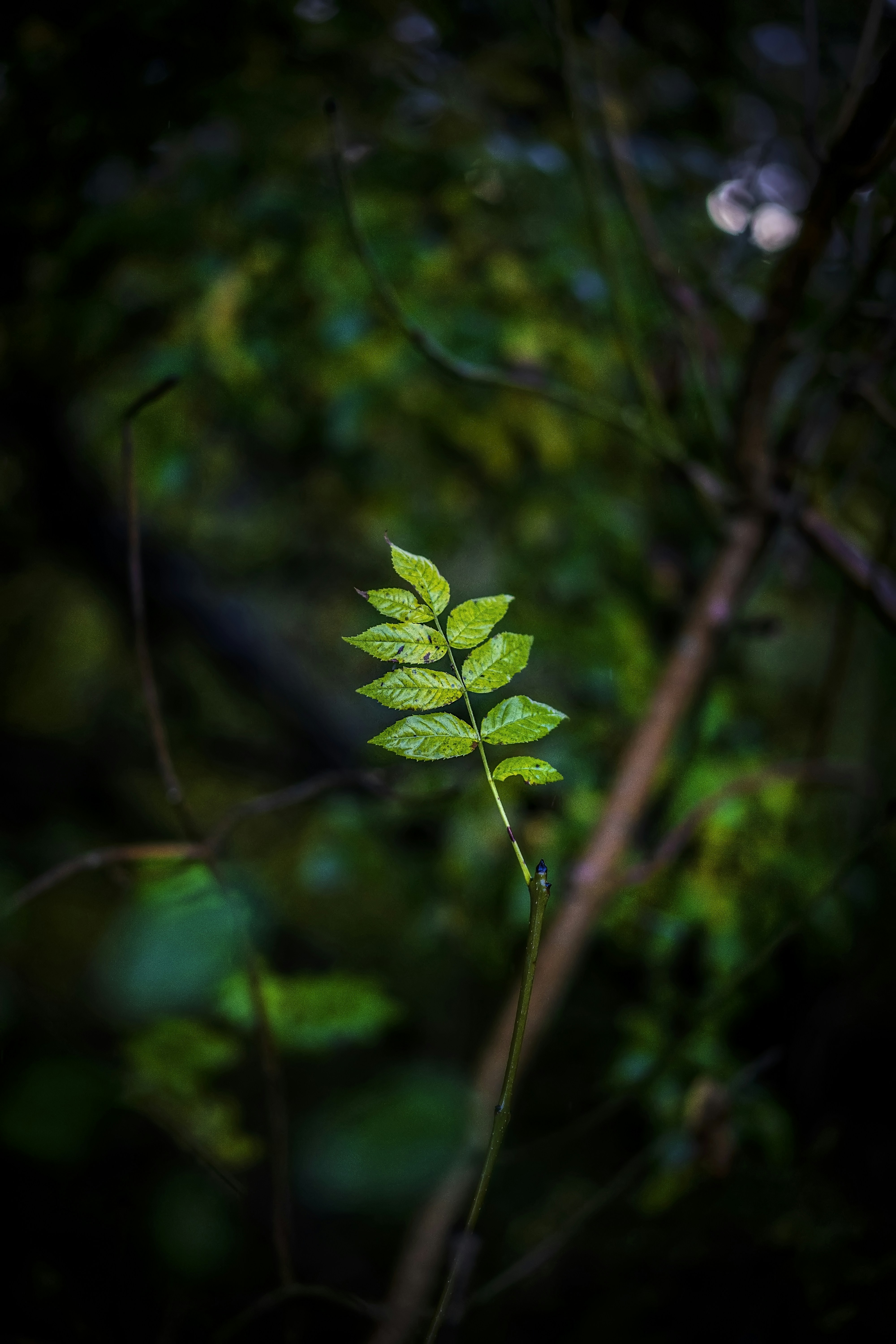 Photo by jcosens
