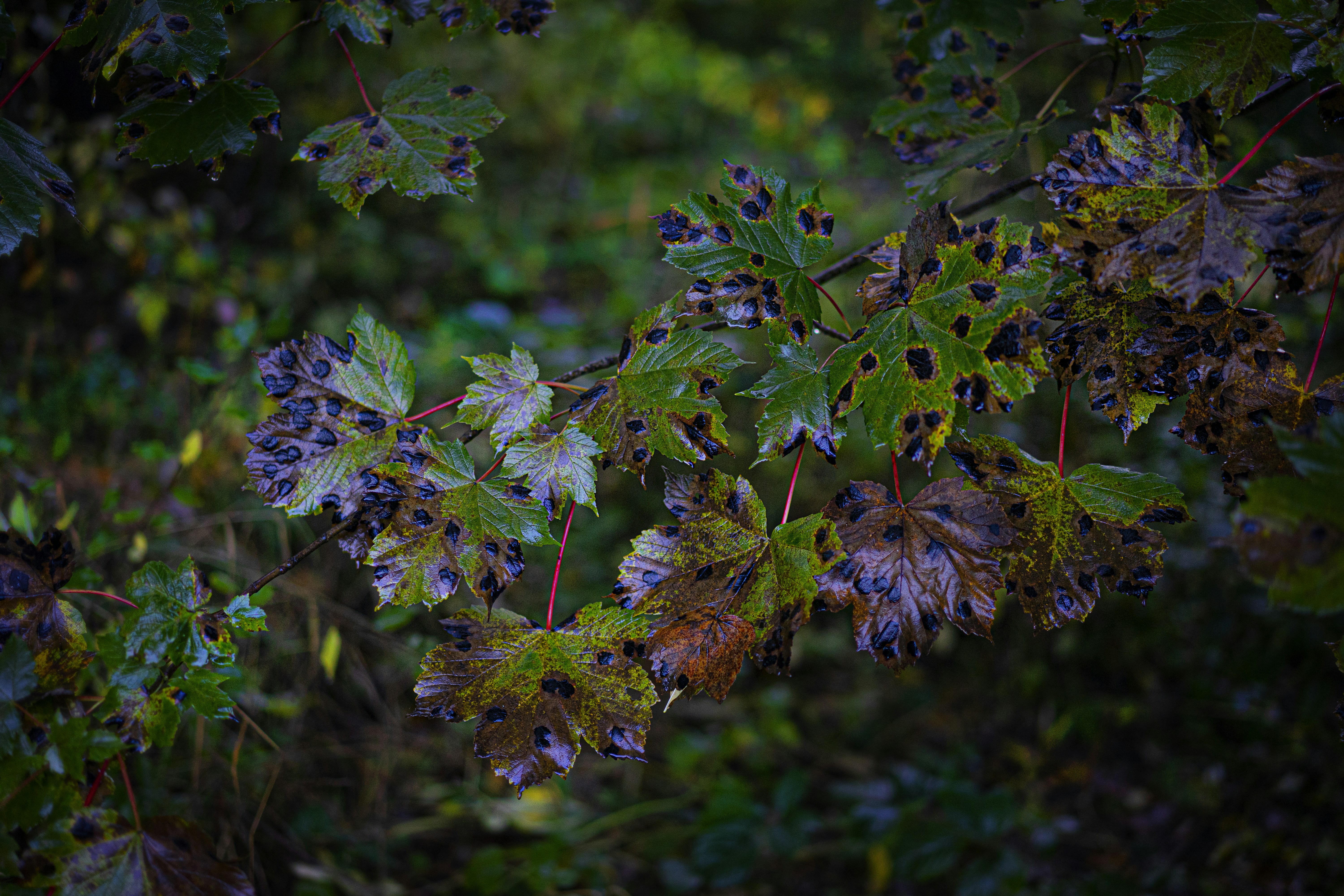 Photo by jcosens