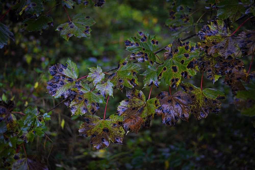 a bunch of leaves that are on a tree