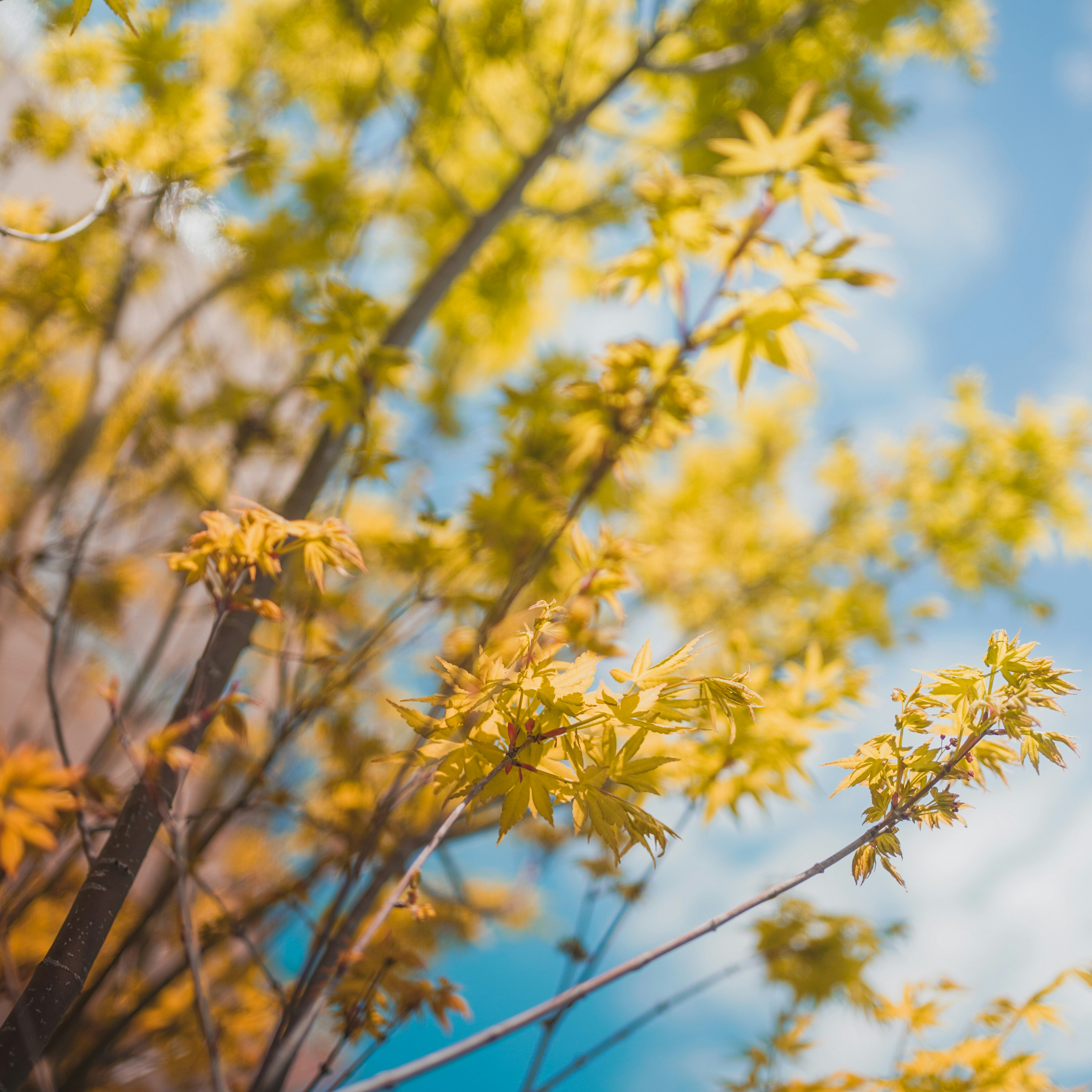 Photo by viniciusneves