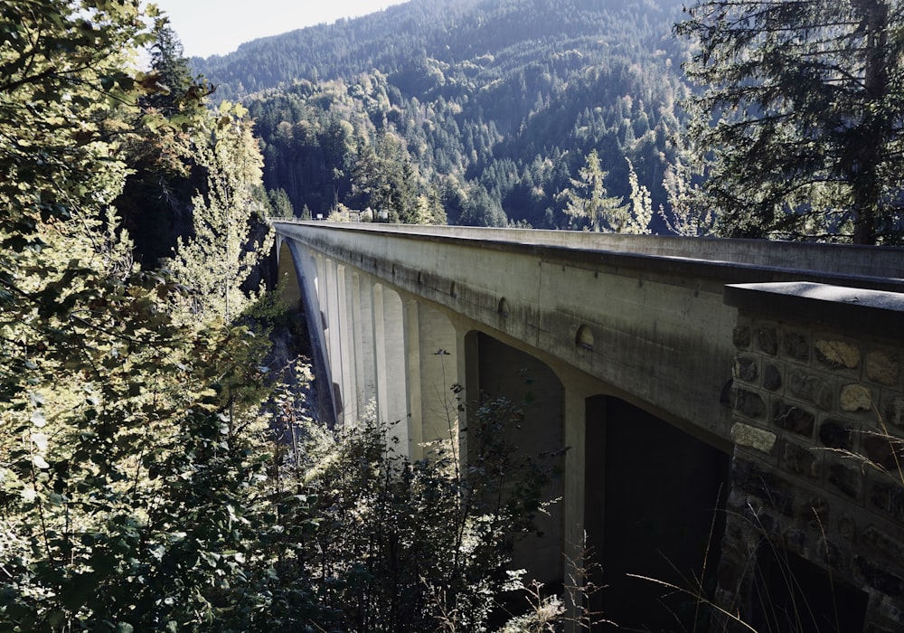 Eine große Brücke über einen Fluss, umgeben von Bäumen