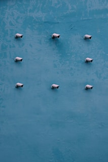 a flock of birds sitting on top of a blue surface