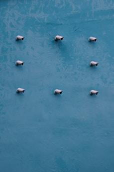 a flock of birds sitting on top of a blue surface