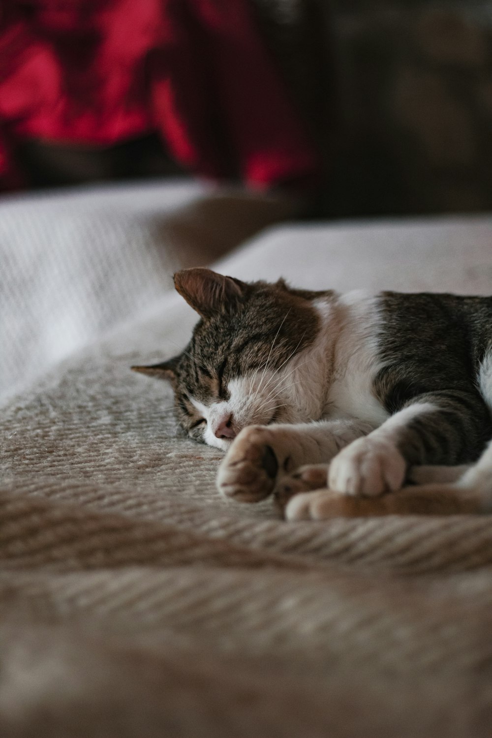 um gato deitado em cima de uma cama ao lado de um travesseiro