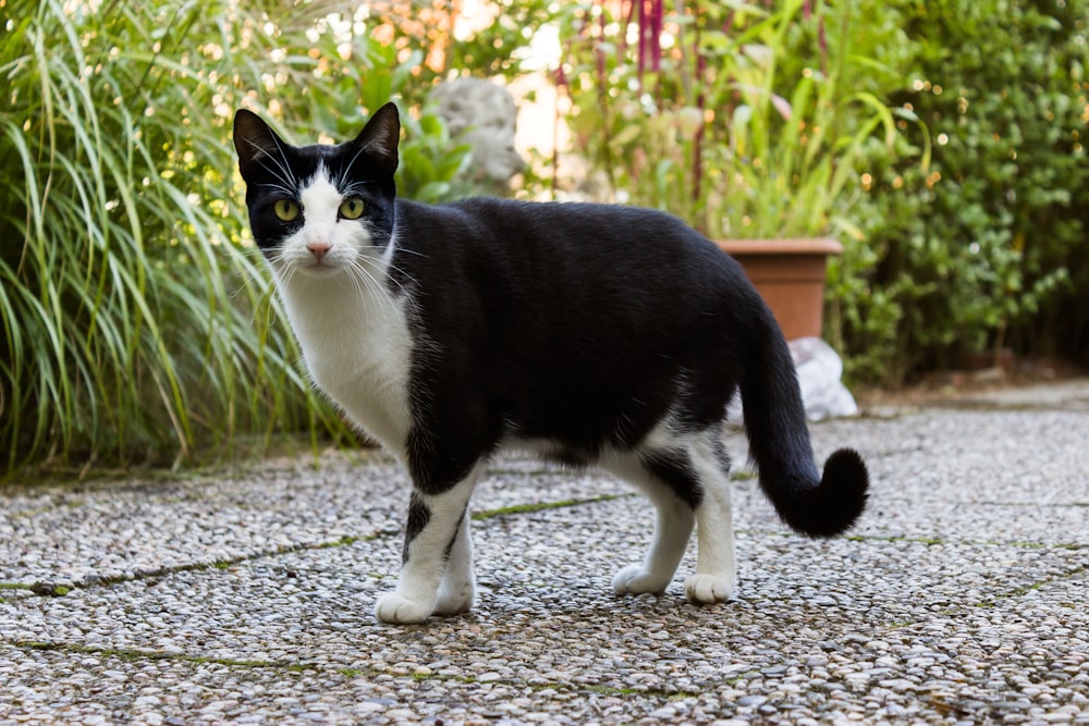 Un gato blanco y negro parado encima de un camino de grava