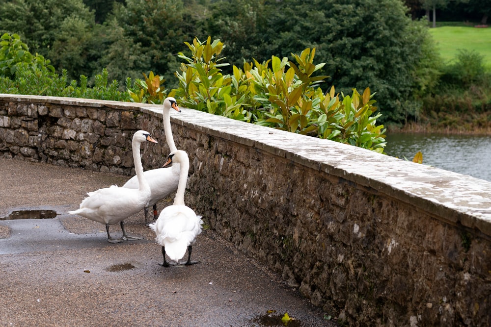 a couple of white birds standing next to a stone wall