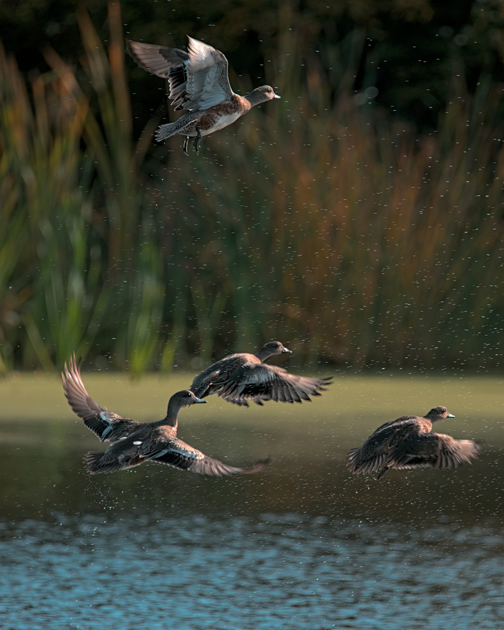 a flock of birds flying over a body of water