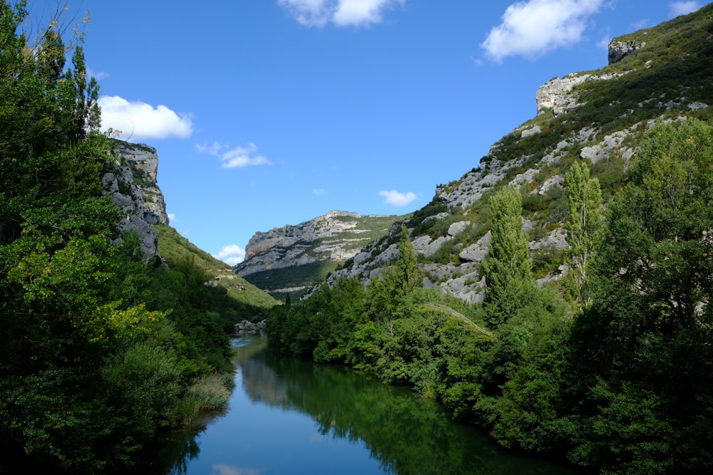 a river running through a lush green forest