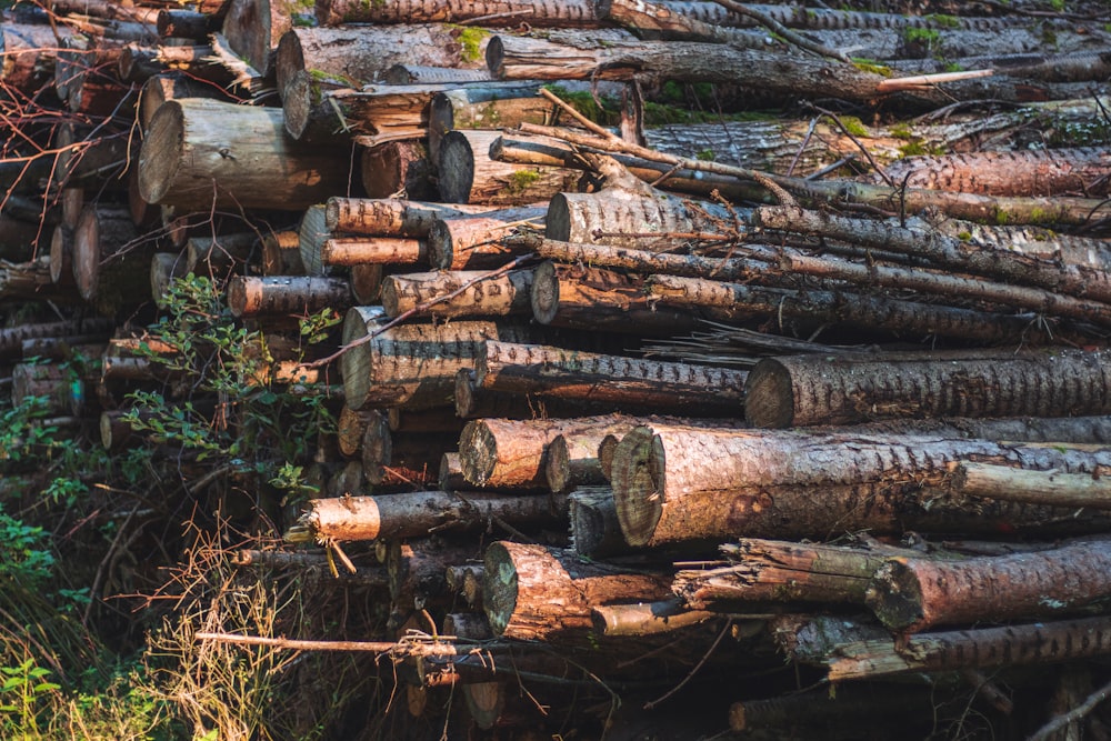 a pile of logs sitting next to a forest