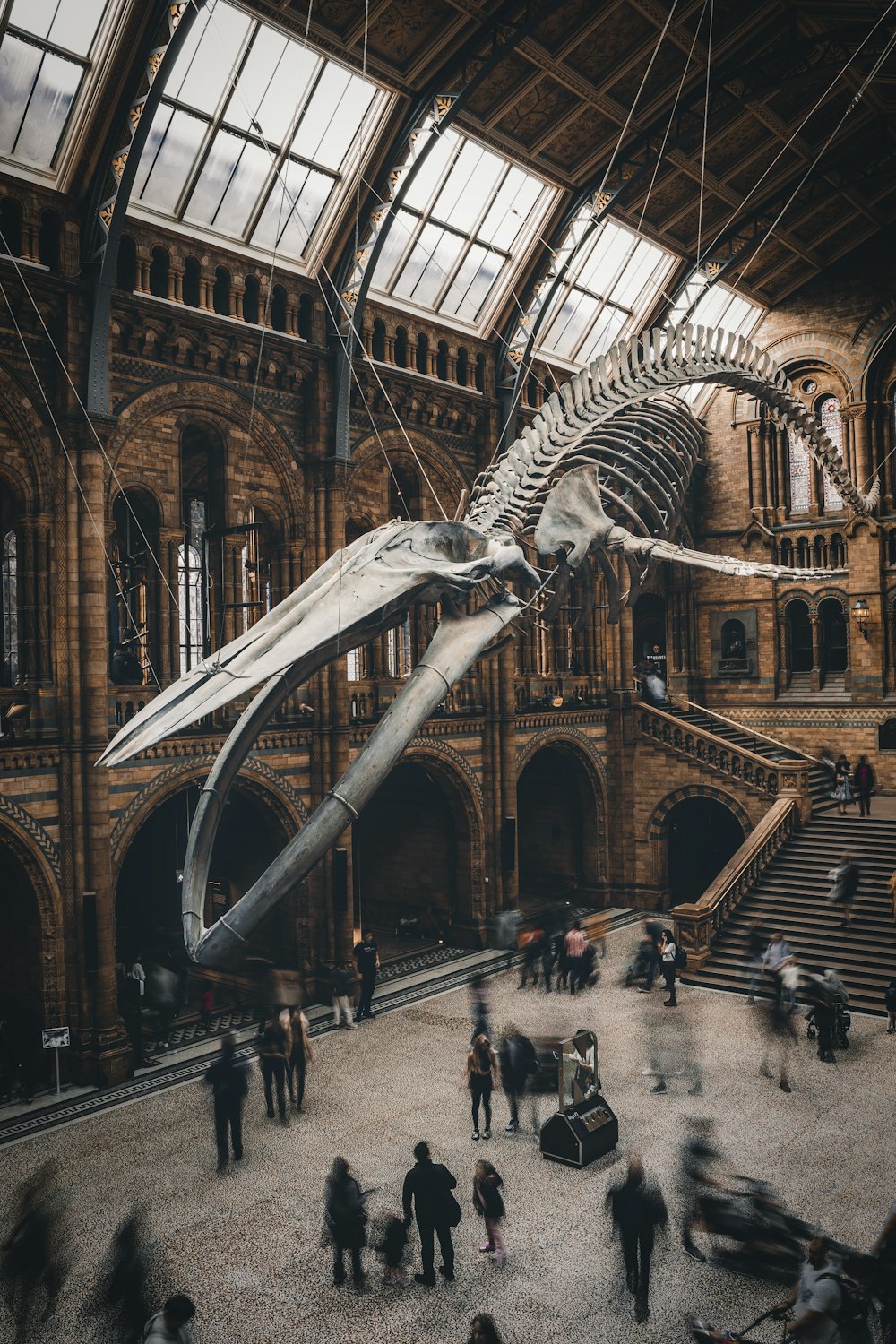 a large whale skeleton hanging from the ceiling of a building