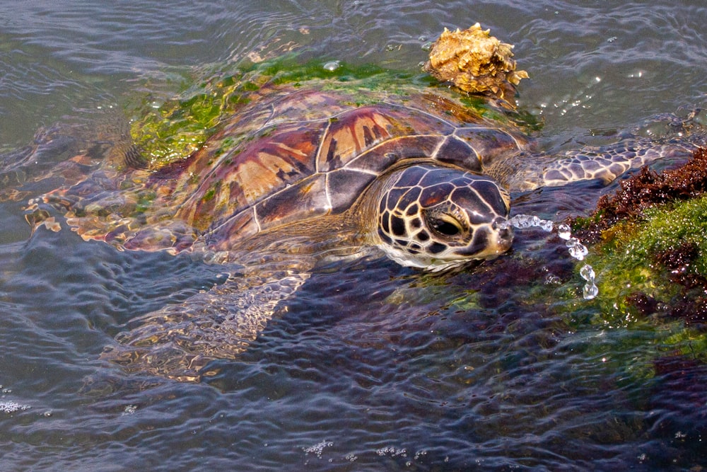 Eine grüne Schildkröte, die im Meer schwimmt