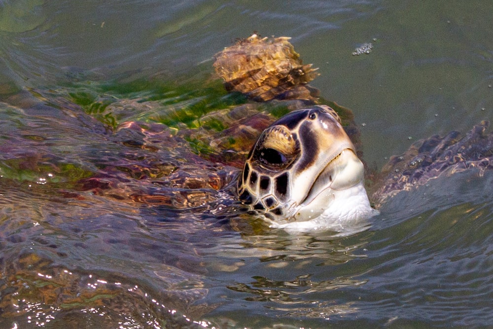 Eine Schildkröte, die in einem Gewässer schwimmt