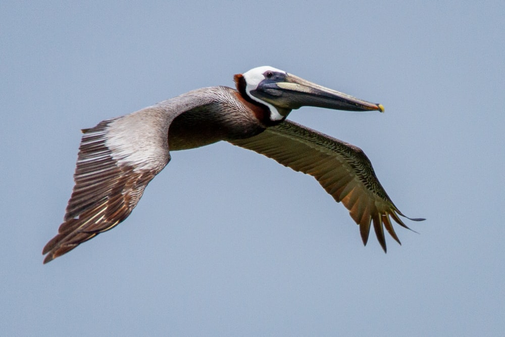 a pelican flying through the air with its wings spread