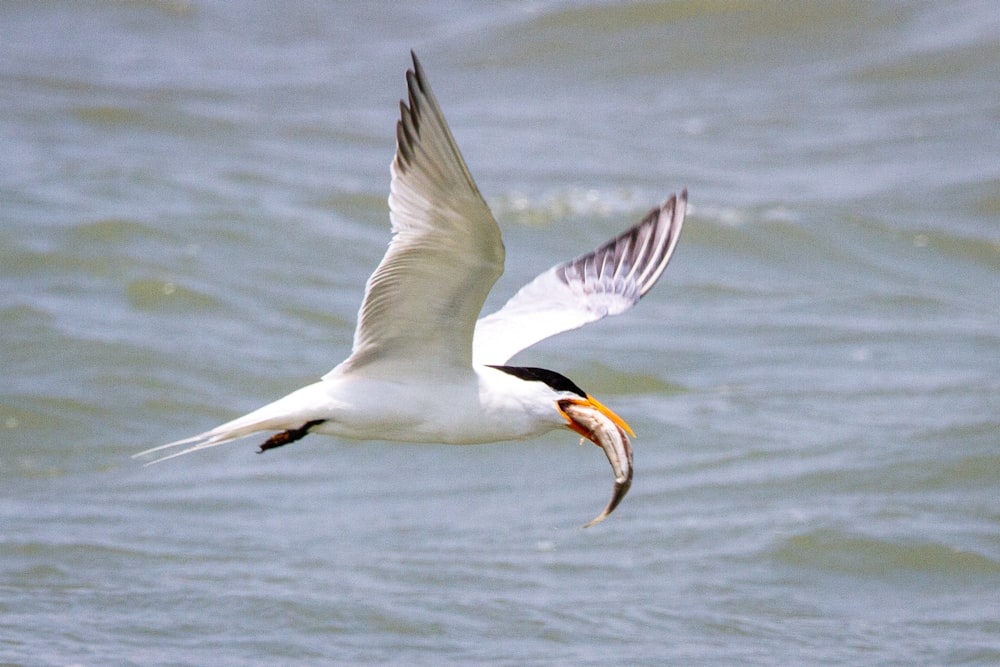 a seagull flying over the water with a fish in it's beak