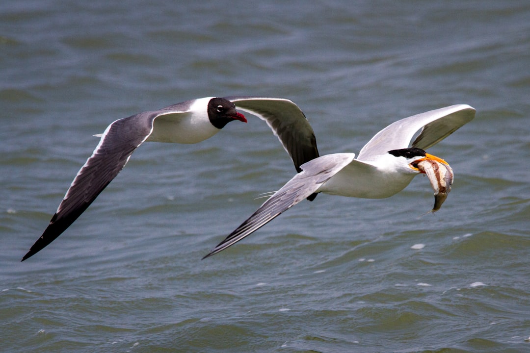 a couple of birds flying over a body of water, A laughing gull chasing a common tern with a fish.