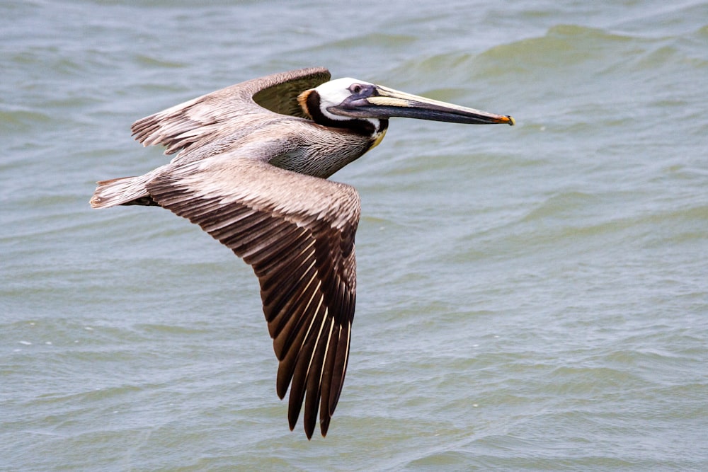 Ein Pelikan fliegt über ein Gewässer