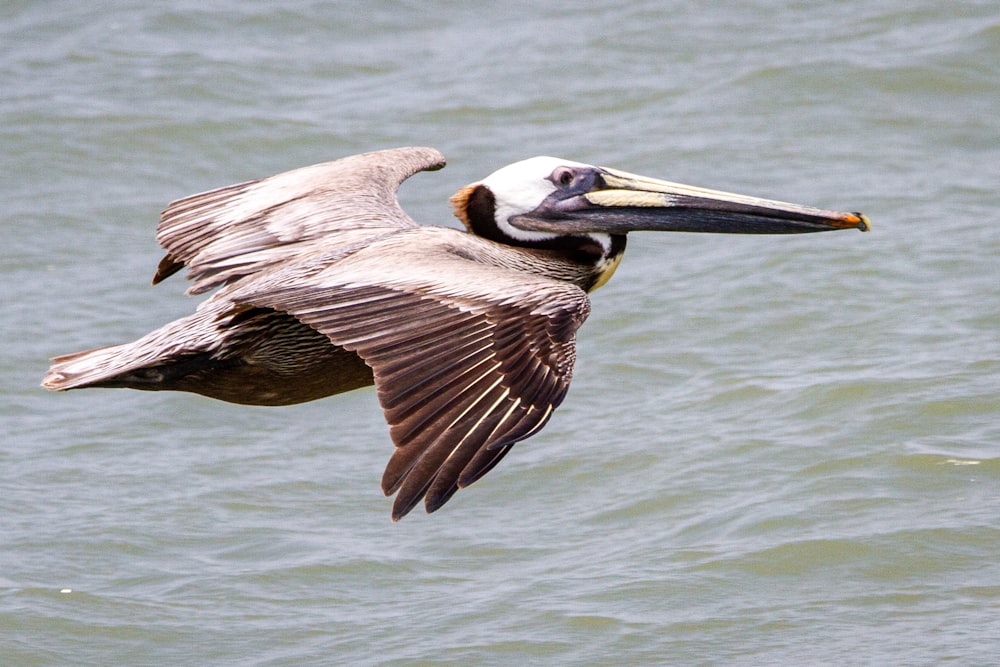 a large bird flying over a body of water