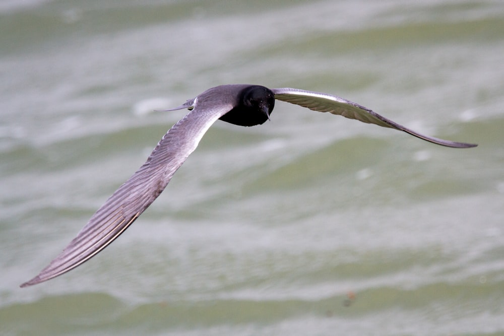 a bird flying over a body of water