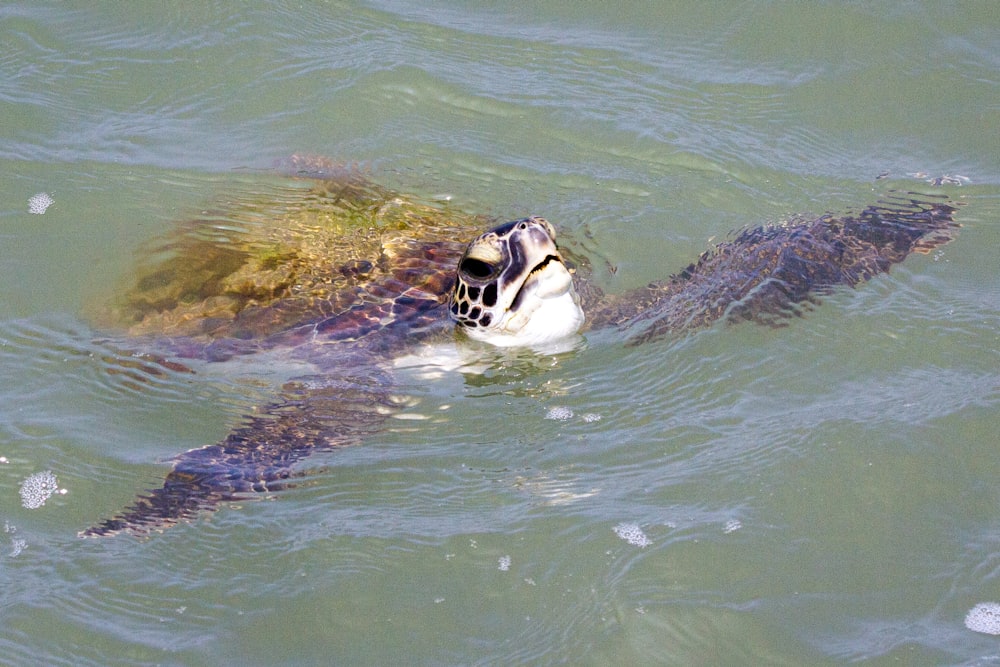 a turtle swimming in a body of water