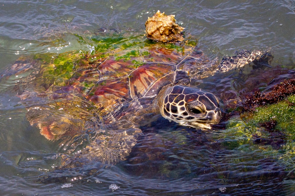 a turtle swimming in a body of water