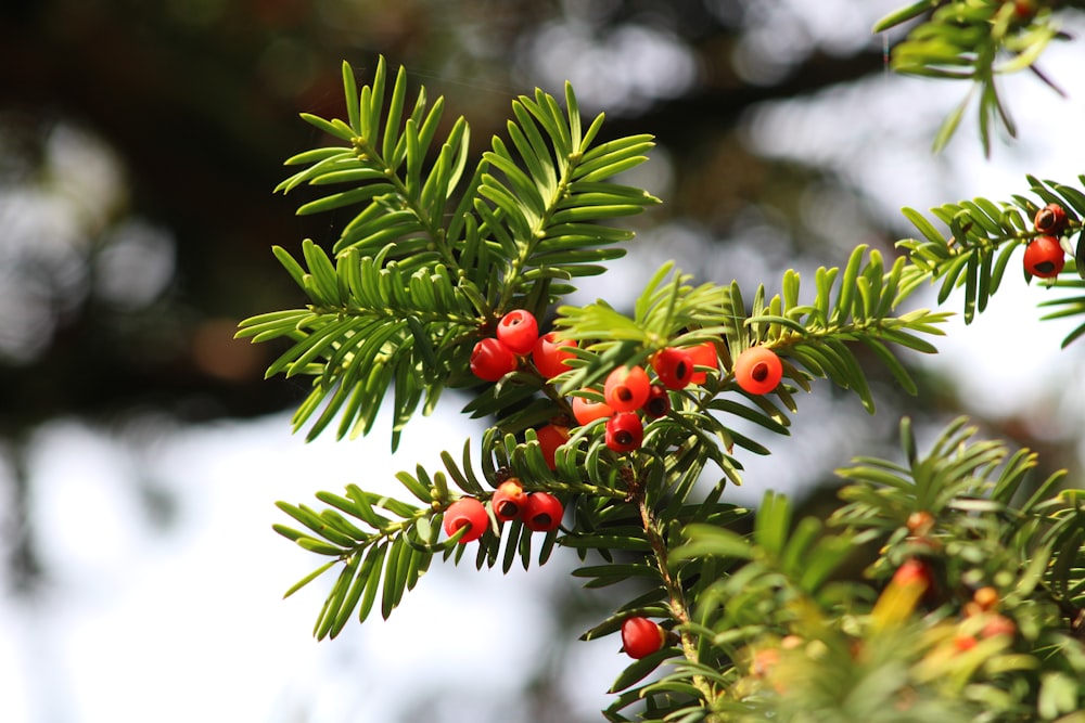 a close up of a tree with berries on it