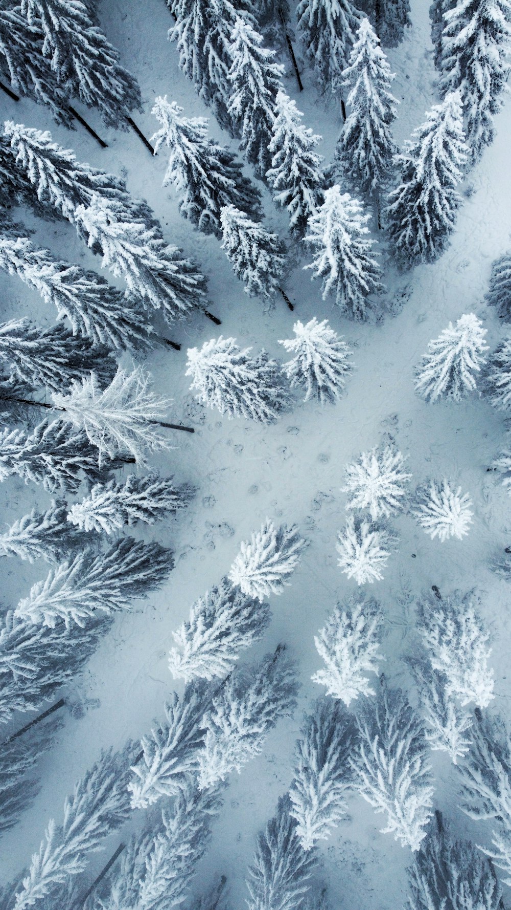 Luftaufnahme schneebedeckter Kiefern