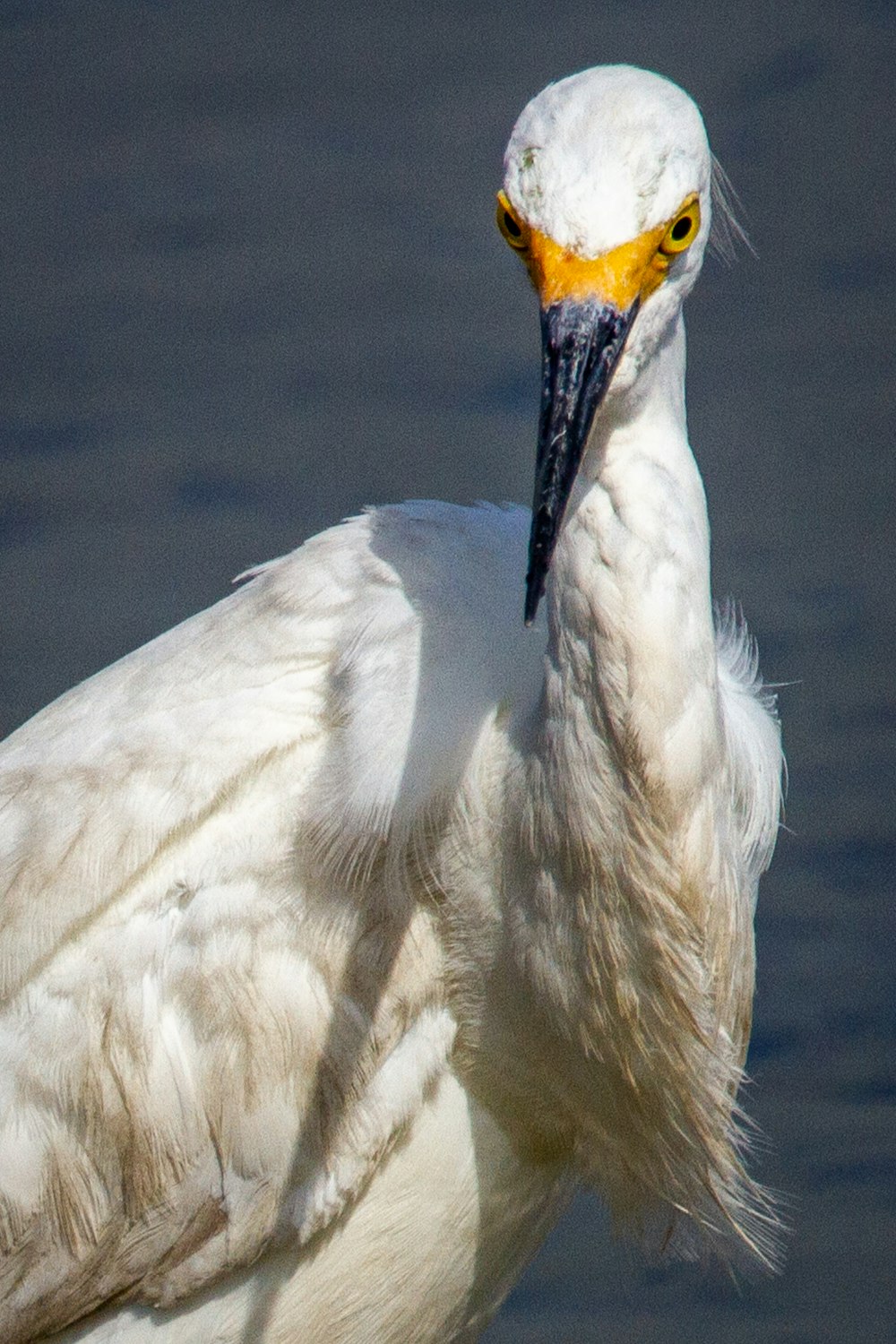 a close up of a white bird with a yellow beak