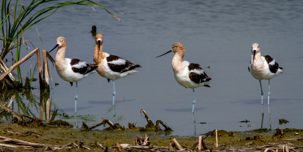 un gruppo di uccelli in piedi sulla cima di uno specchio d'acqua