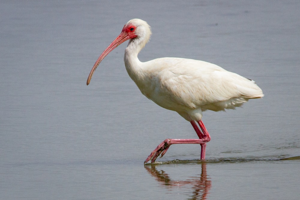 Un uccello bianco con un lungo becco in piedi nell'acqua