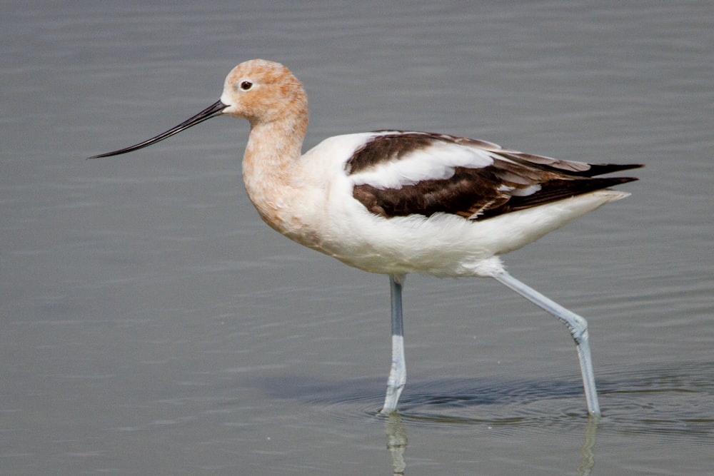 a white and brown bird standing in the water