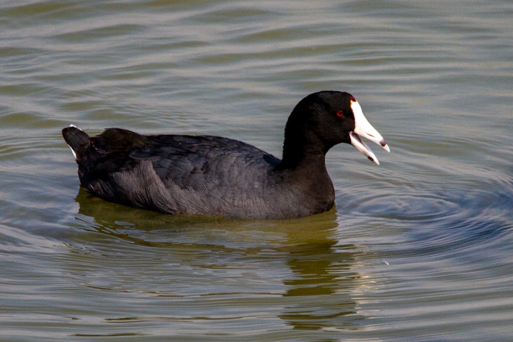 a black and white duck floating on top of a body of water