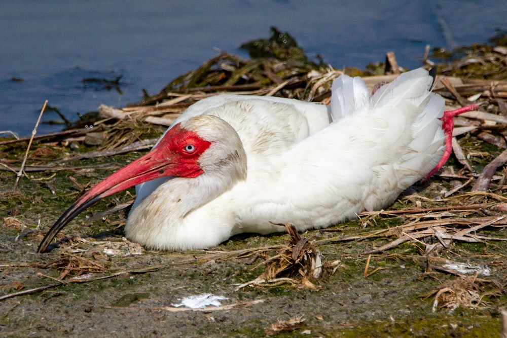 a white bird with a red beak laying on the ground