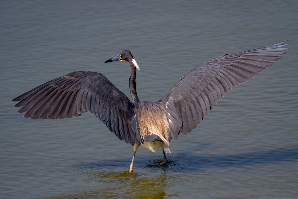 날개를 가진 큰 새가 물에 펼쳐져 있습니다.