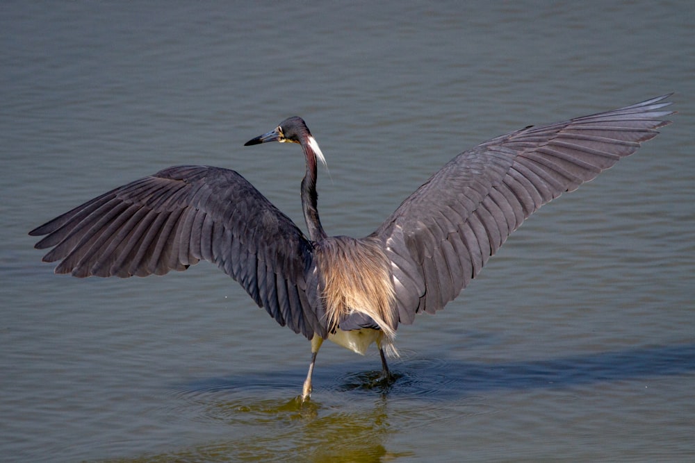 a large bird with its wings spread out in the water