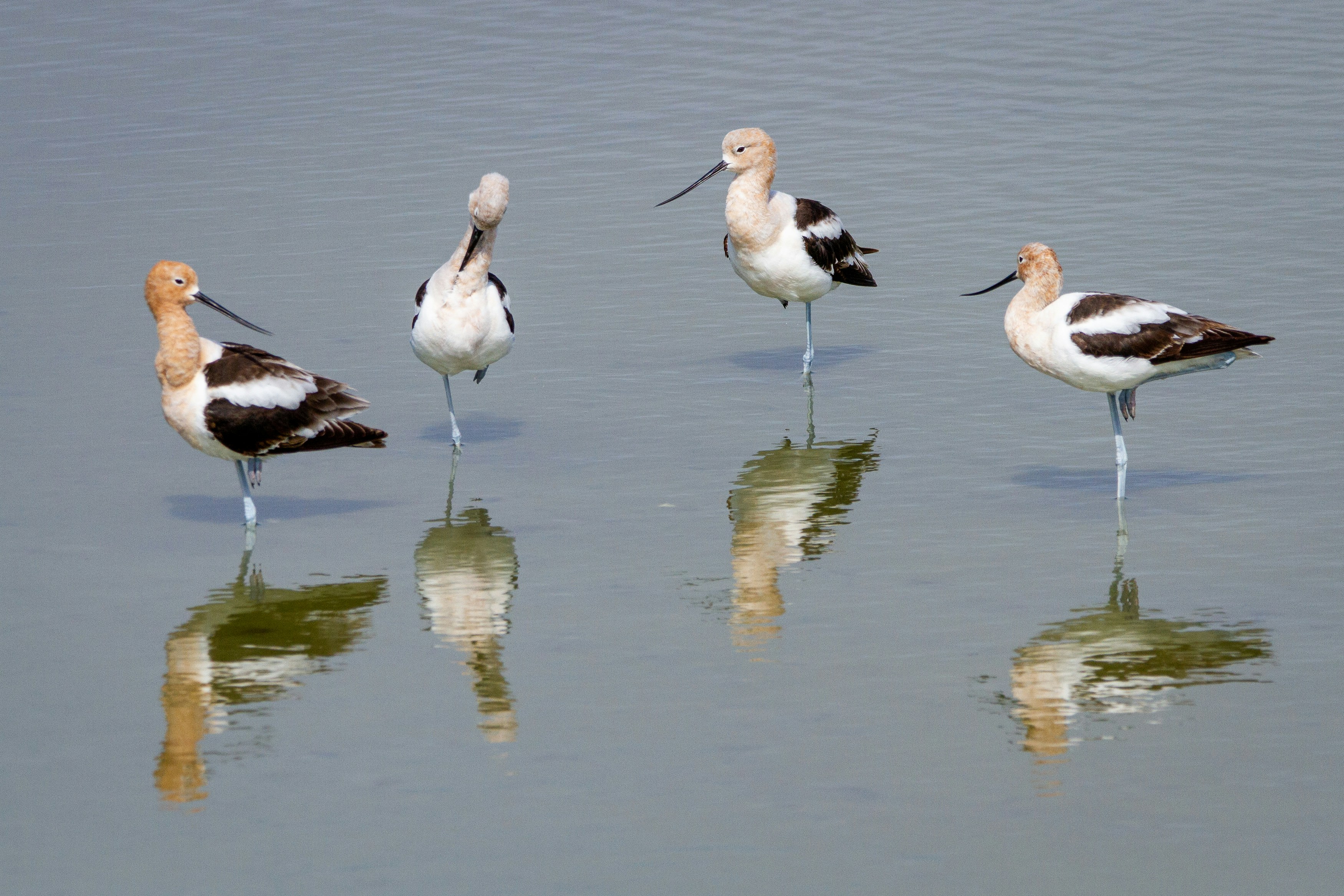 A group of birds that are standing in the water photo – Free Bird