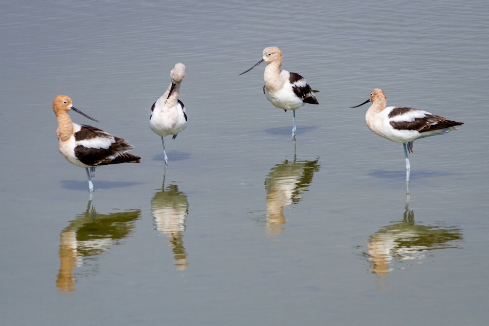 un gruppo di uccelli che stanno in piedi nell'acqua