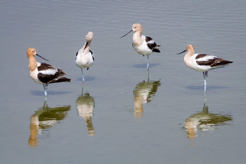 a group of birds that are standing in the water