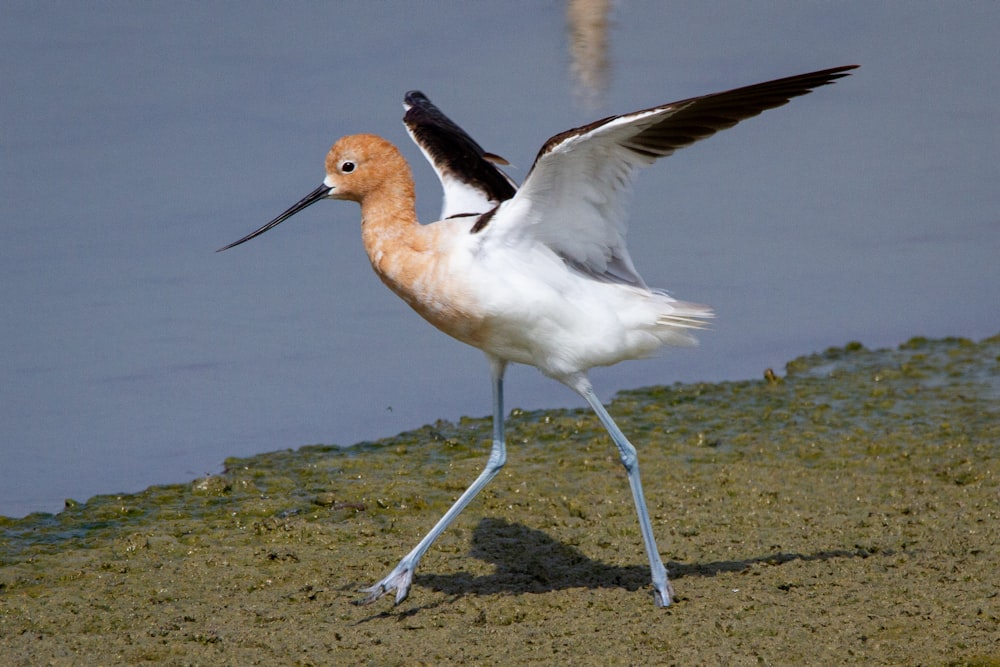 a white and brown bird with a long beak